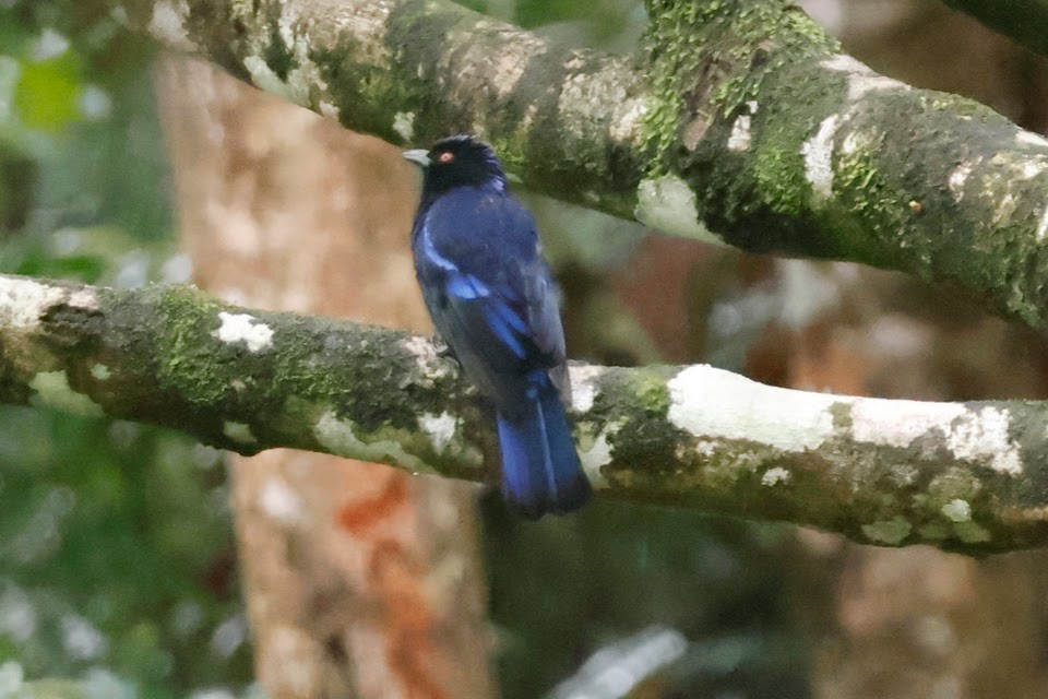 Philippine Fairy-bluebird - ML611900482