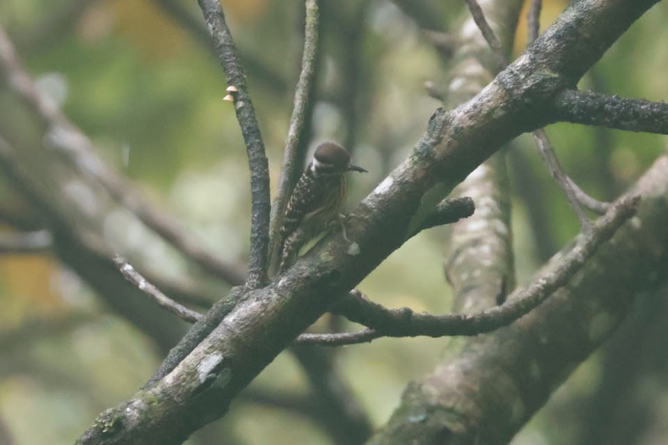 Philippine Pygmy Woodpecker - ML611900506
