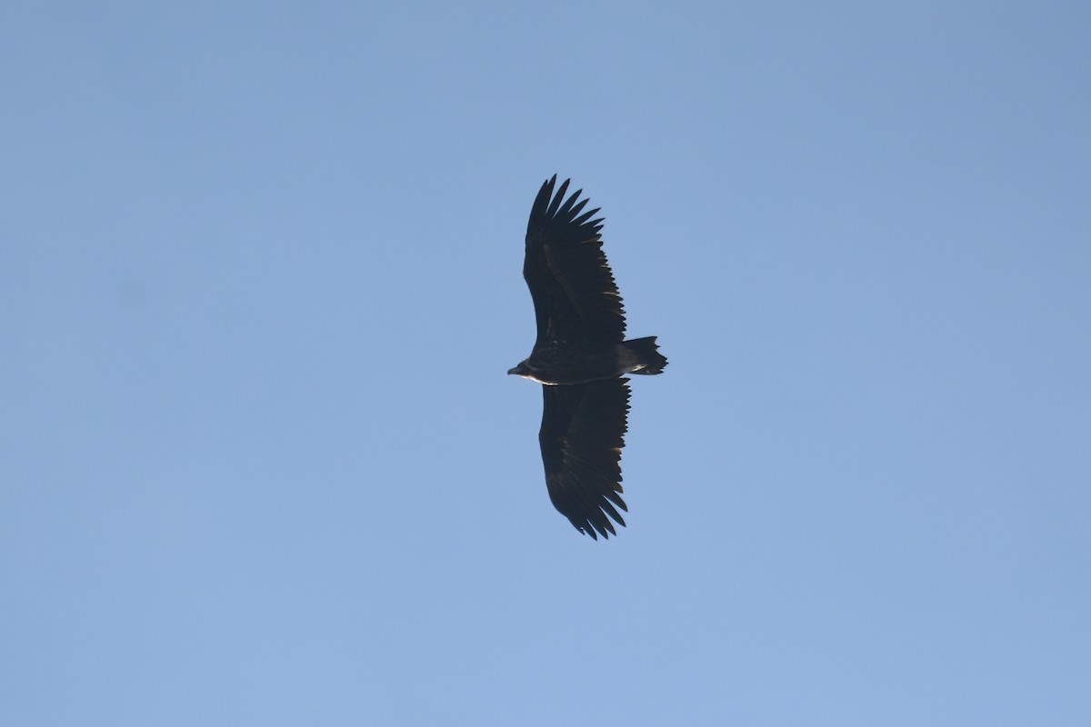 Cinereous Vulture - ML611900745