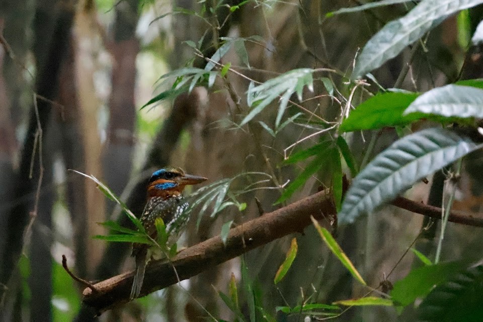 Spotted Kingfisher - ML611900781