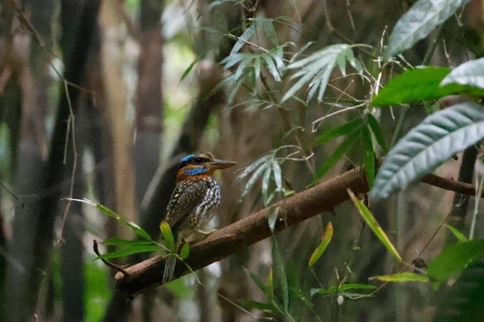 Spotted Kingfisher - ML611900782