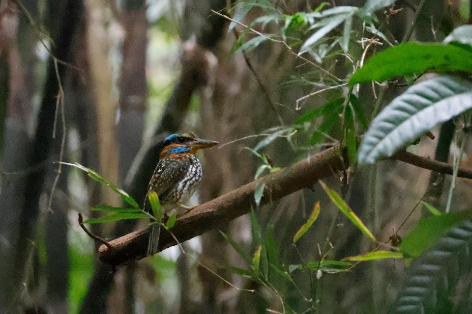 Spotted Kingfisher - ML611900784