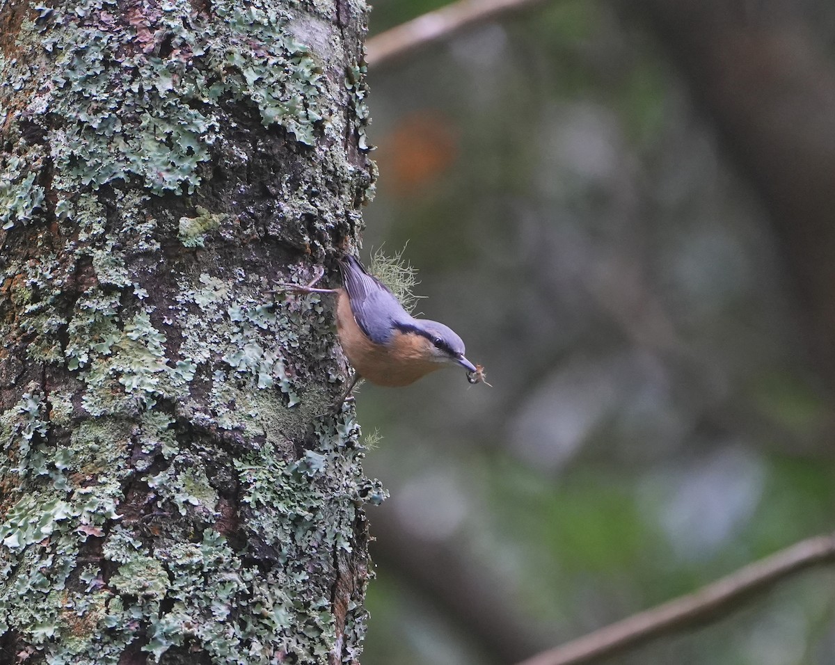 Eurasian Nuthatch (Chinese) - ML611900989
