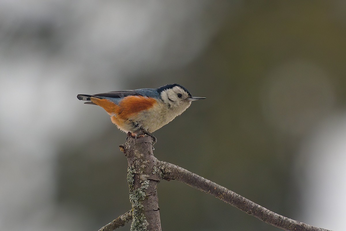 White-cheeked Nuthatch - ML611901068
