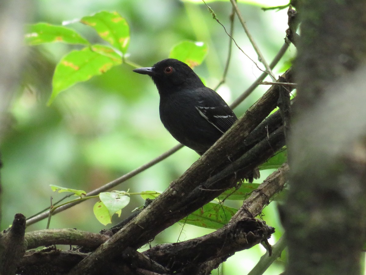 Black-tailed Antbird - ML611901087