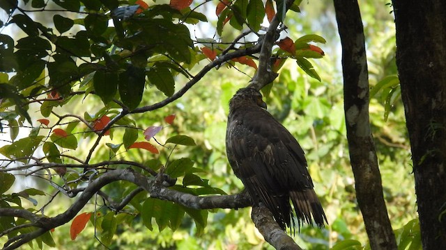 Crested Serpent-Eagle - ML611901181