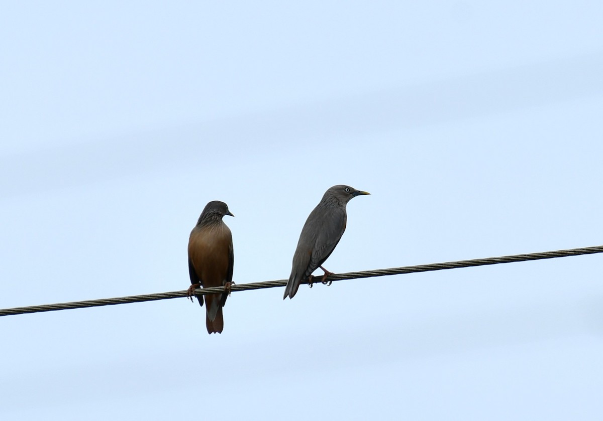 Chestnut-tailed Starling - ML611901248