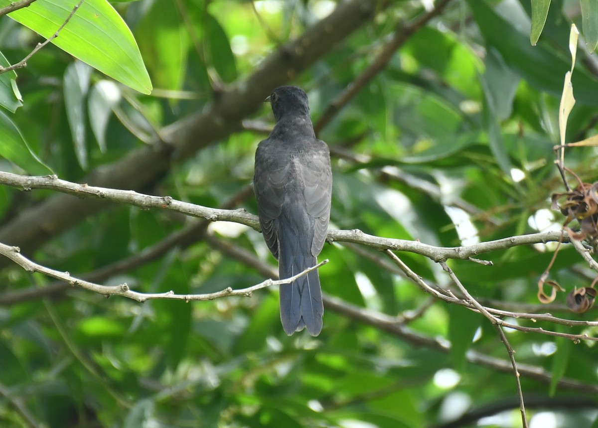 Gray-bellied Cuckoo - ML611901299