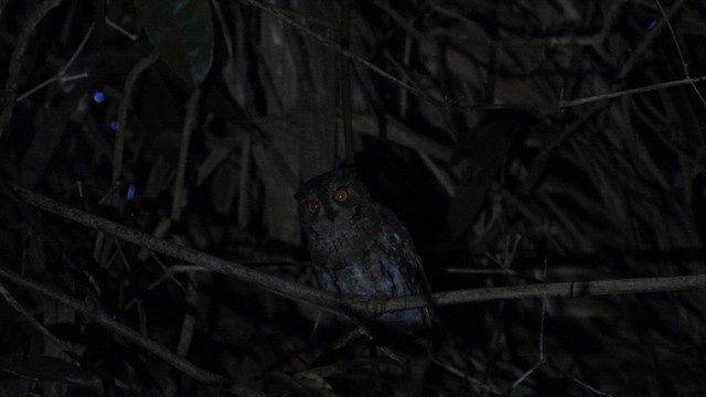 Oriental Scops-Owl (Walden's) - ML611901321