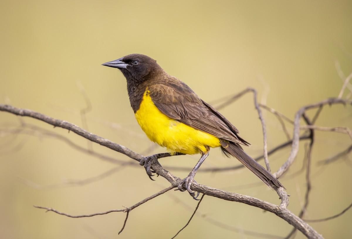 Yellow-rumped Marshbird - ML611901345
