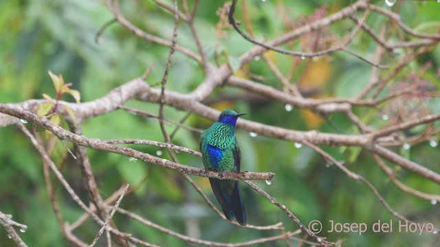 kolibřík modrolící - ML611901468