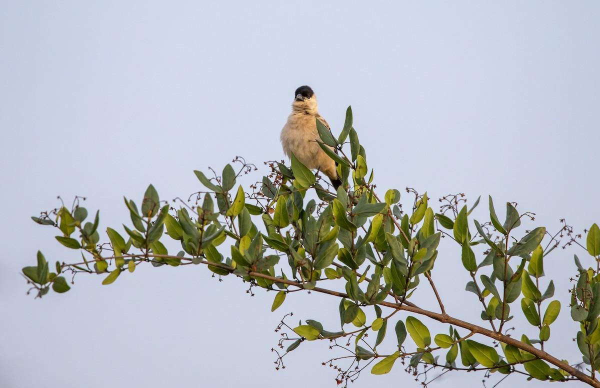 Pearly-bellied Seedeater - ML611901633