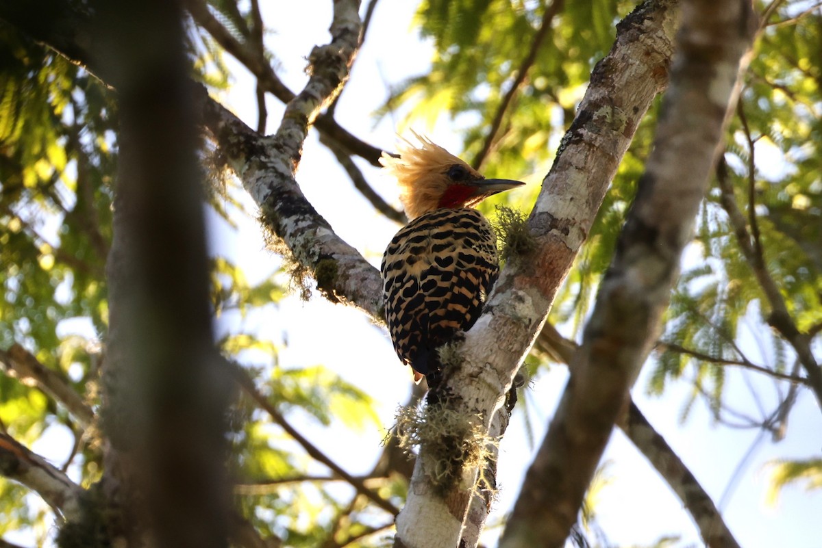 Ochre-backed Woodpecker - Charles Davies