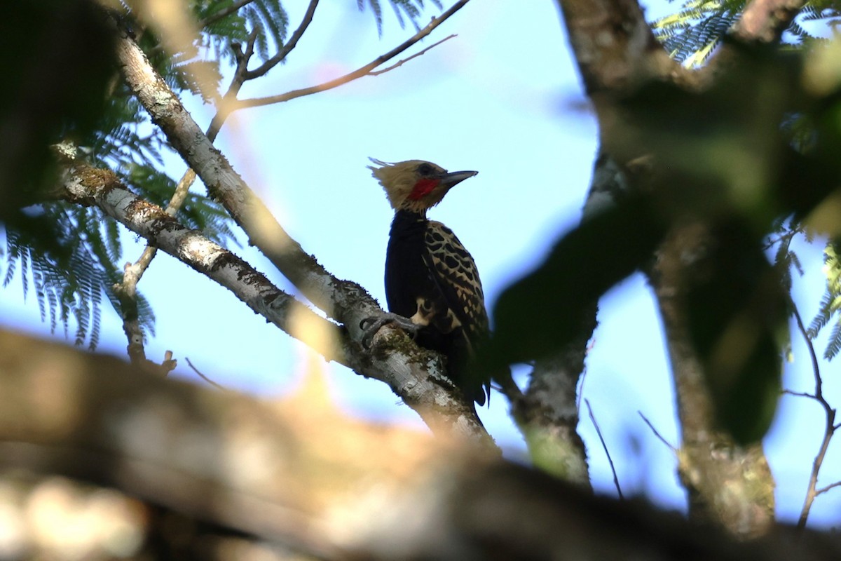 Ochre-backed Woodpecker - ML611901722