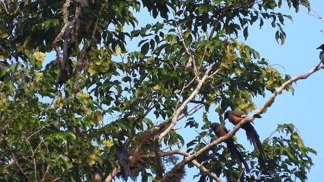 Andaman Treepie - ML611901852