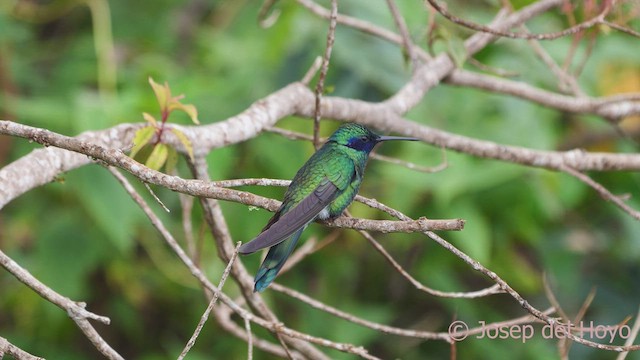 kolibřík modrolící - ML611901858