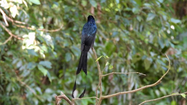 Greater Racket-tailed Drongo - ML611901993