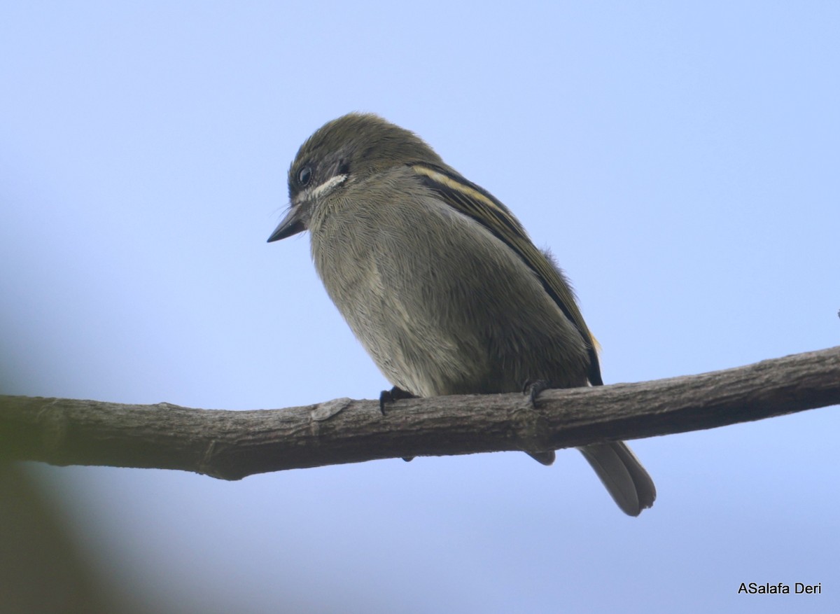 Moustached Tinkerbird - ML611902024
