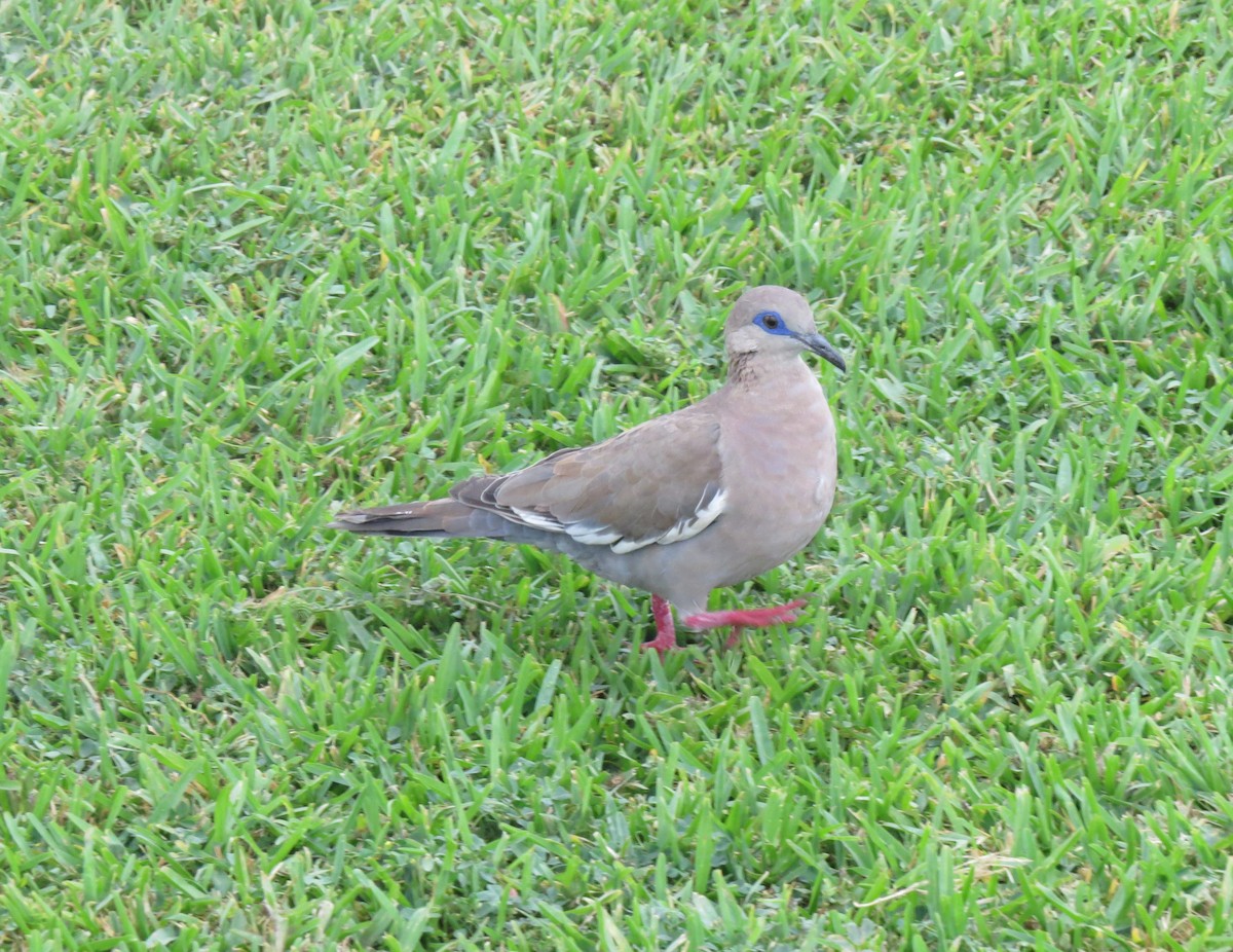 West Peruvian Dove - ML611902210