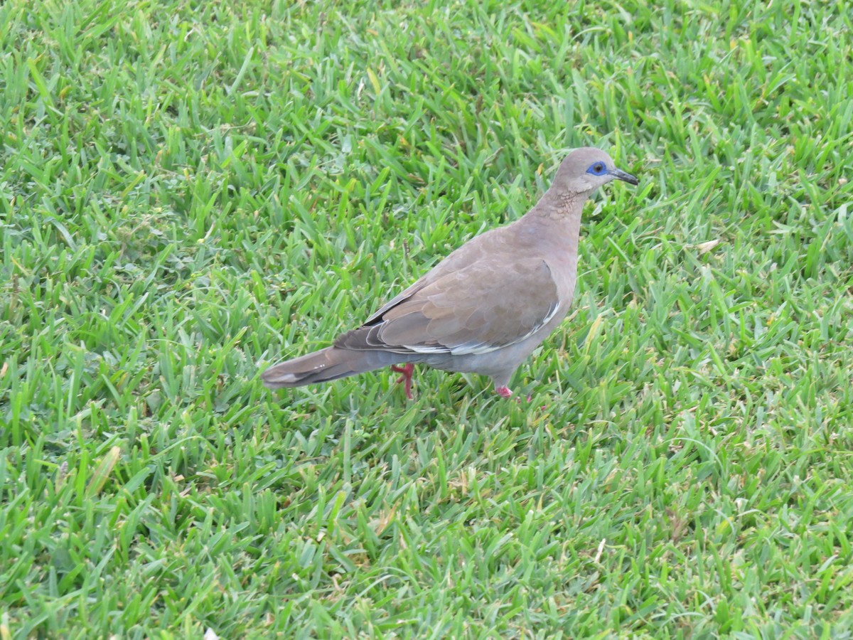 West Peruvian Dove - ML611902222