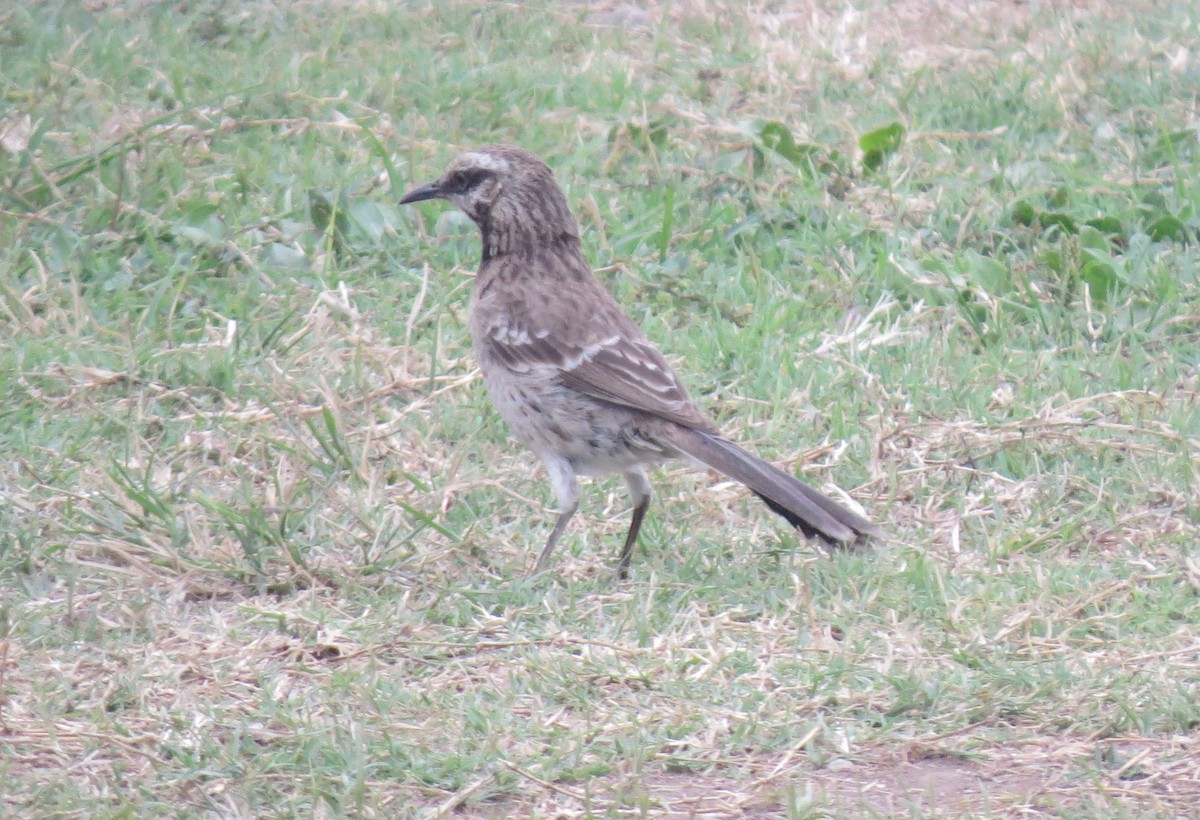 Long-tailed Mockingbird - ML611902257