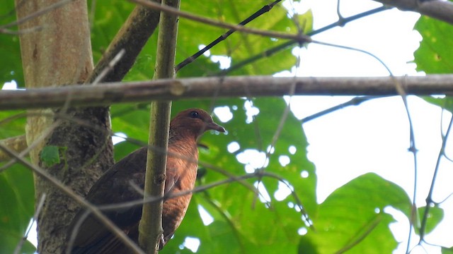 Andaman Cuckoo-Dove - ML611902337