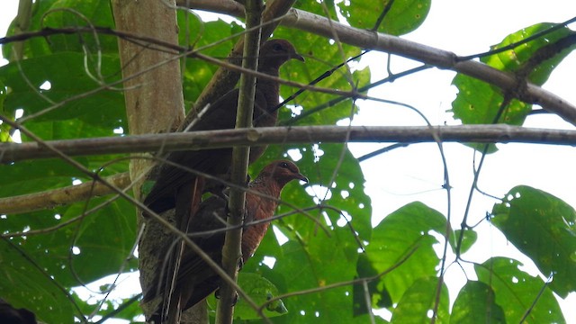 Andaman Cuckoo-Dove - ML611902450