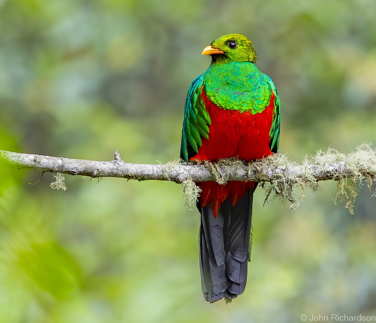 Golden-headed Quetzal - John Richardson