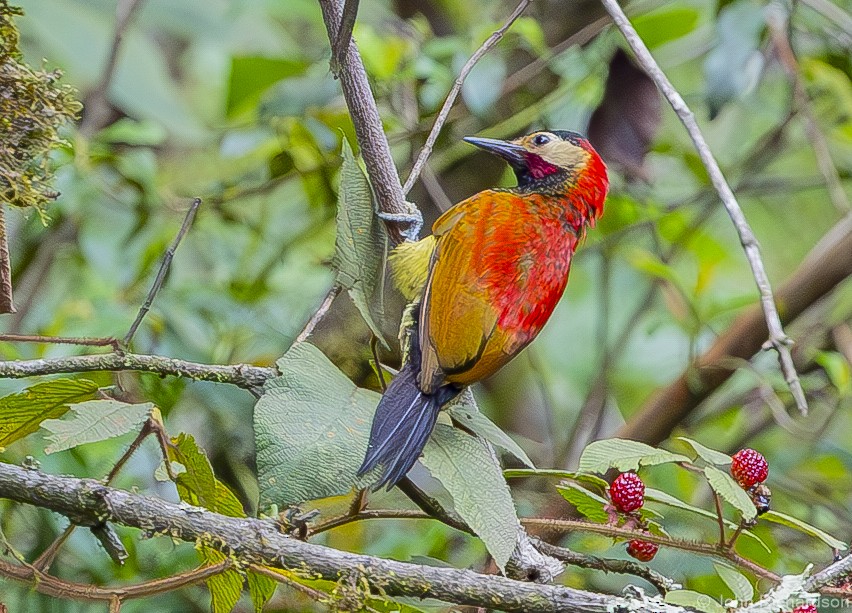 Crimson-mantled Woodpecker - ML611902602