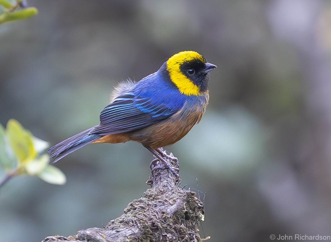 Golden-collared Tanager - ML611902709