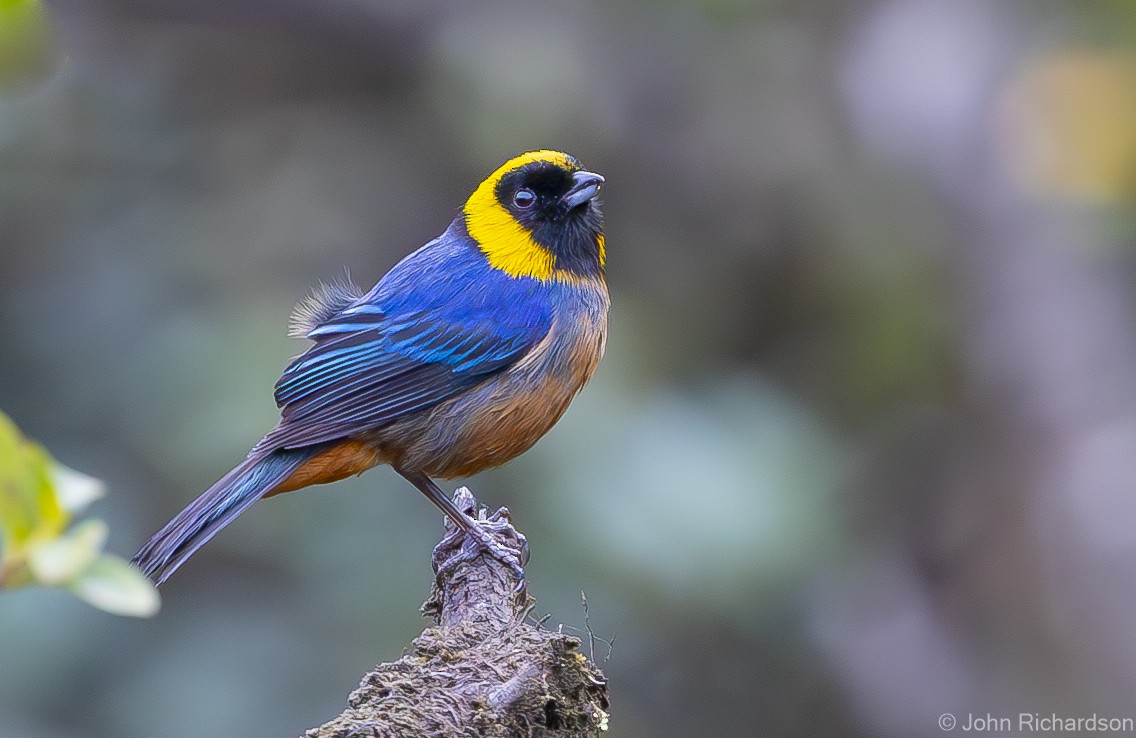 Golden-collared Tanager - ML611902710
