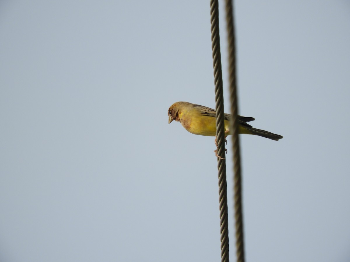 Red-headed Bunting - ML611902745