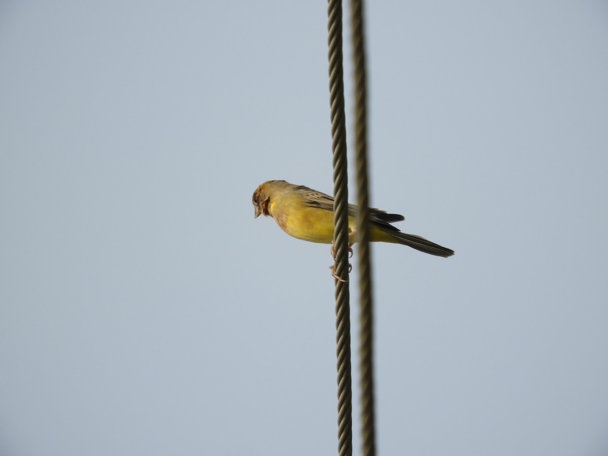 Red-headed Bunting - ML611902746
