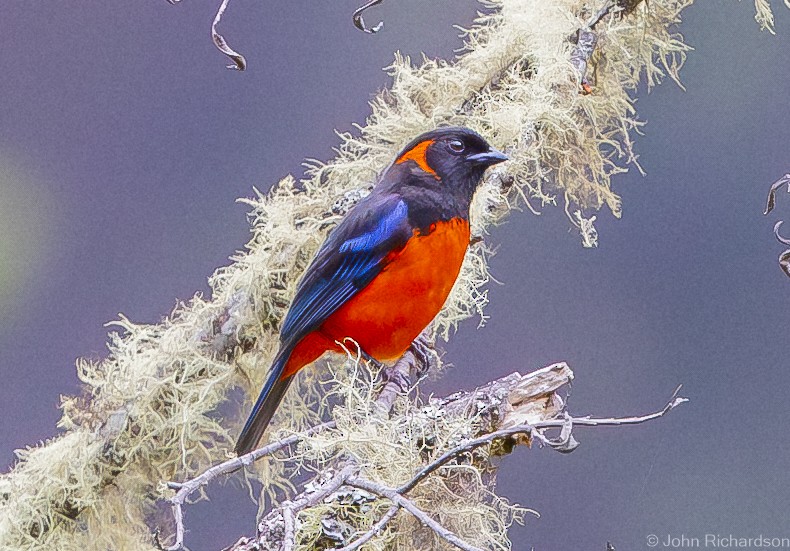 Scarlet-bellied Mountain Tanager - ML611902765