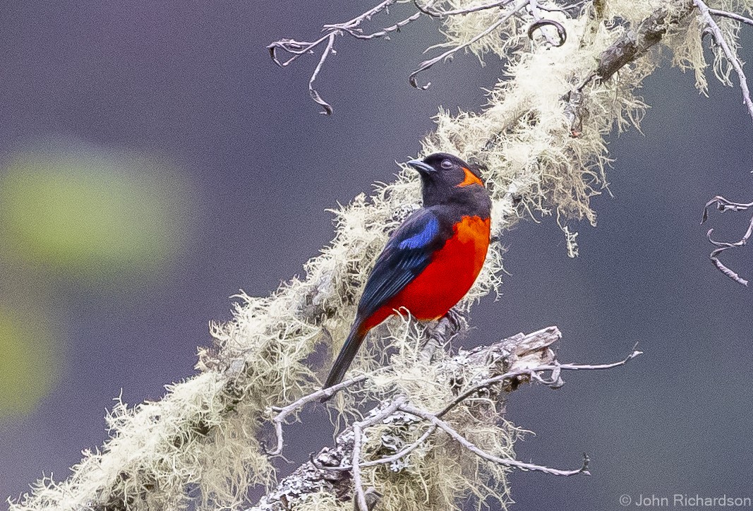 Scarlet-bellied Mountain Tanager - ML611902766