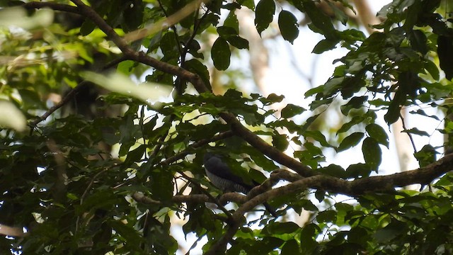 Andaman Cuckoo-Dove - ML611902768