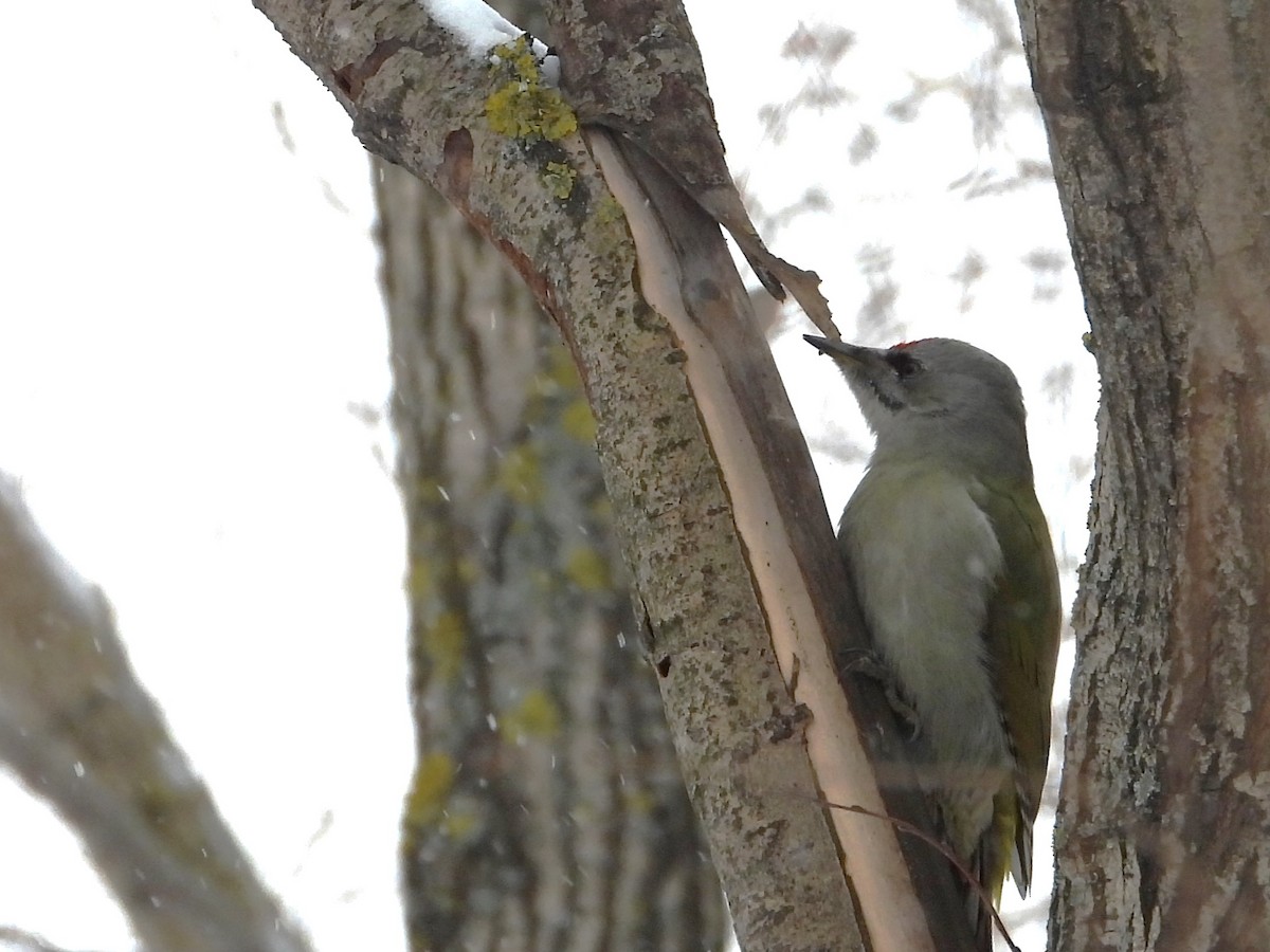 Gray-headed Woodpecker - ML611902909