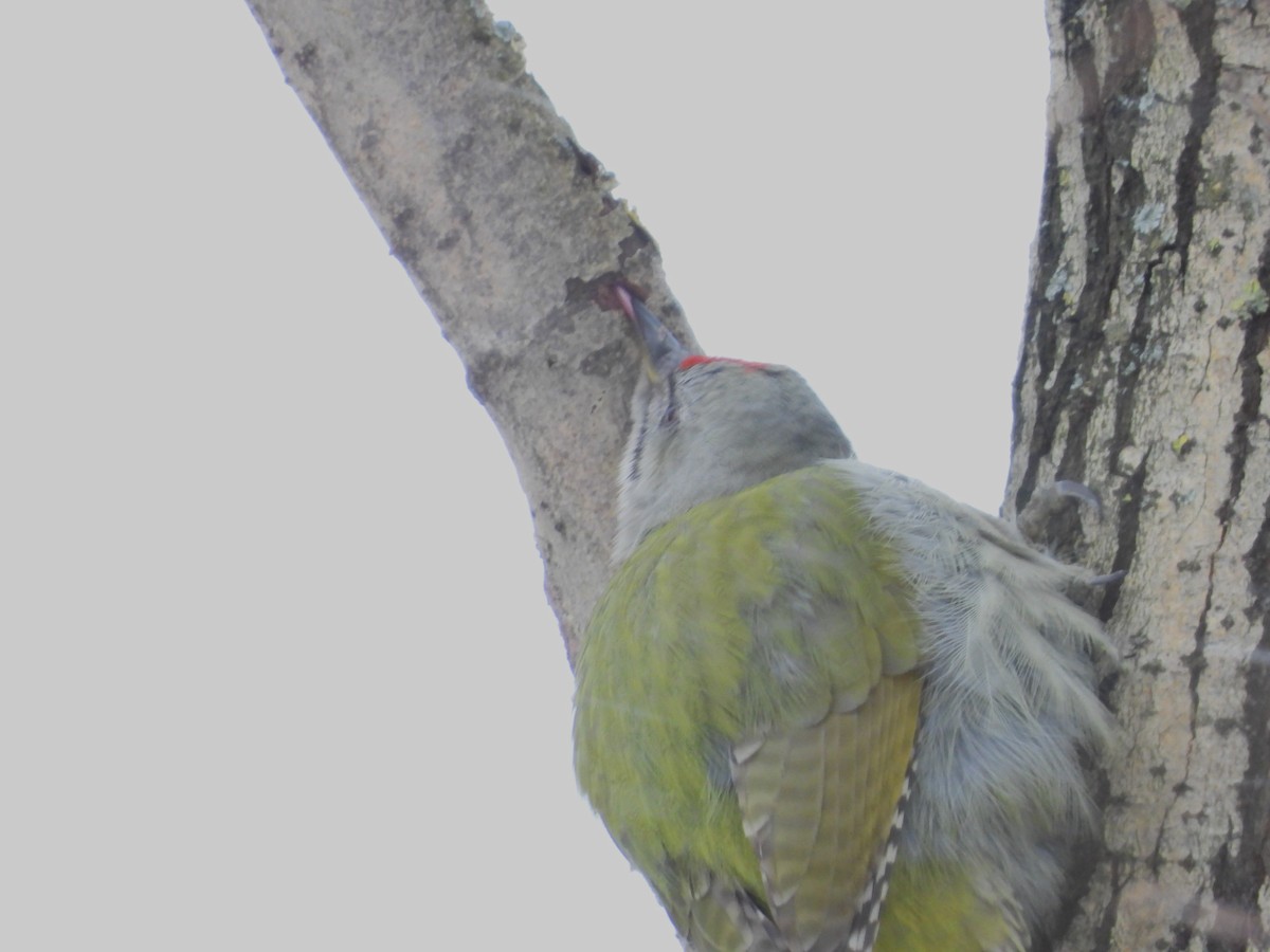 Gray-headed Woodpecker - ML611902910
