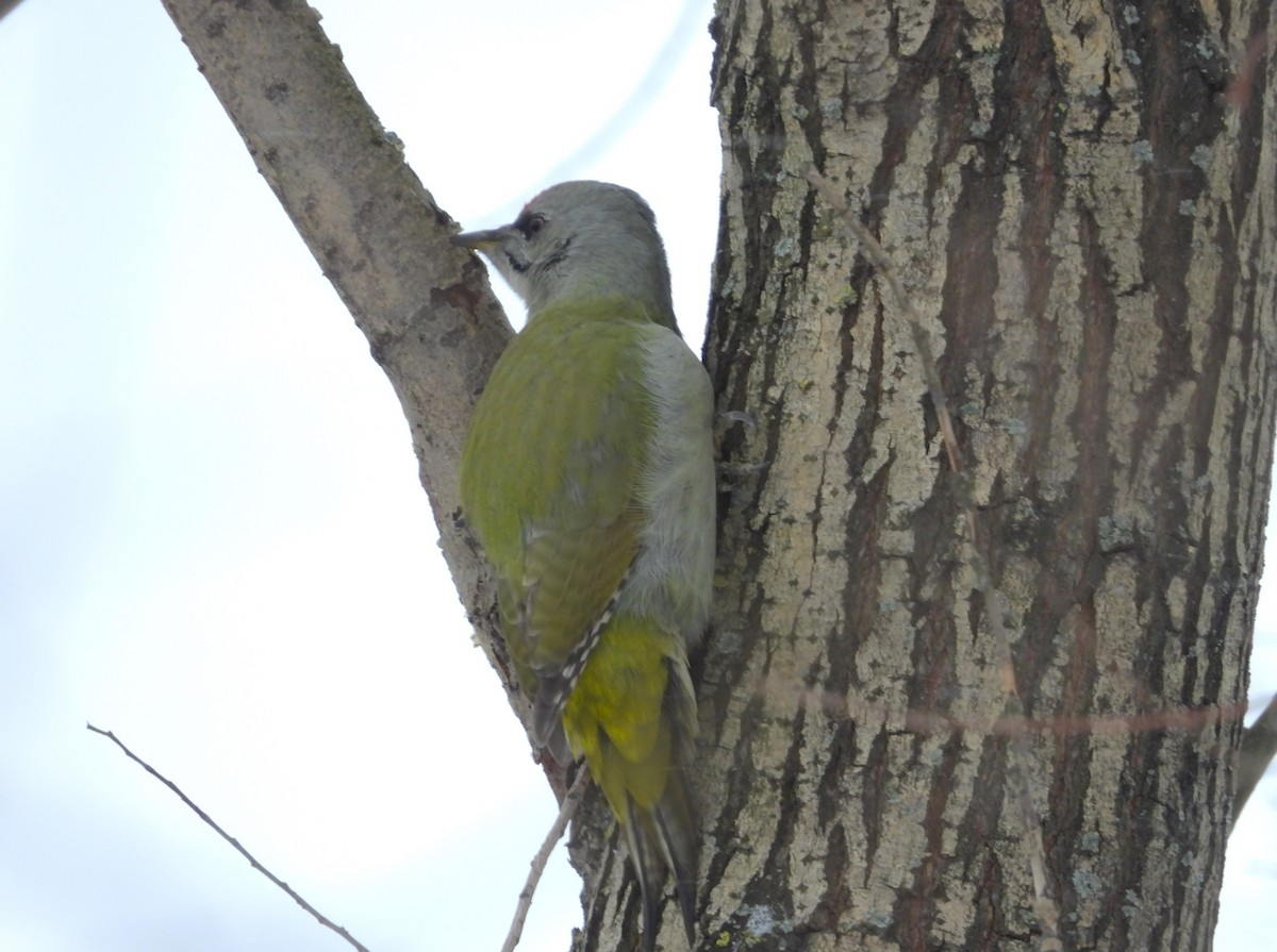 Gray-headed Woodpecker - ML611902911