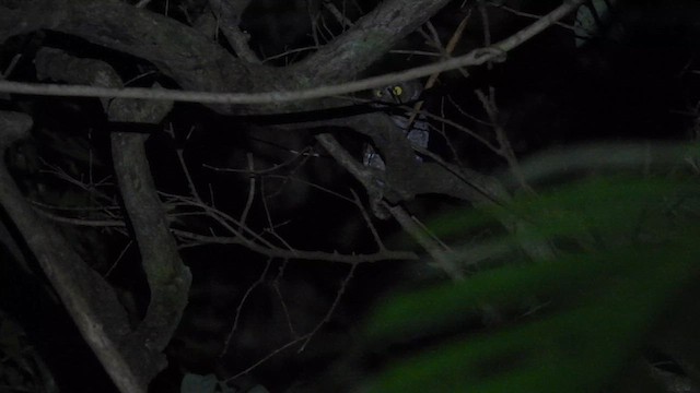 Andaman Scops-Owl - ML611903012