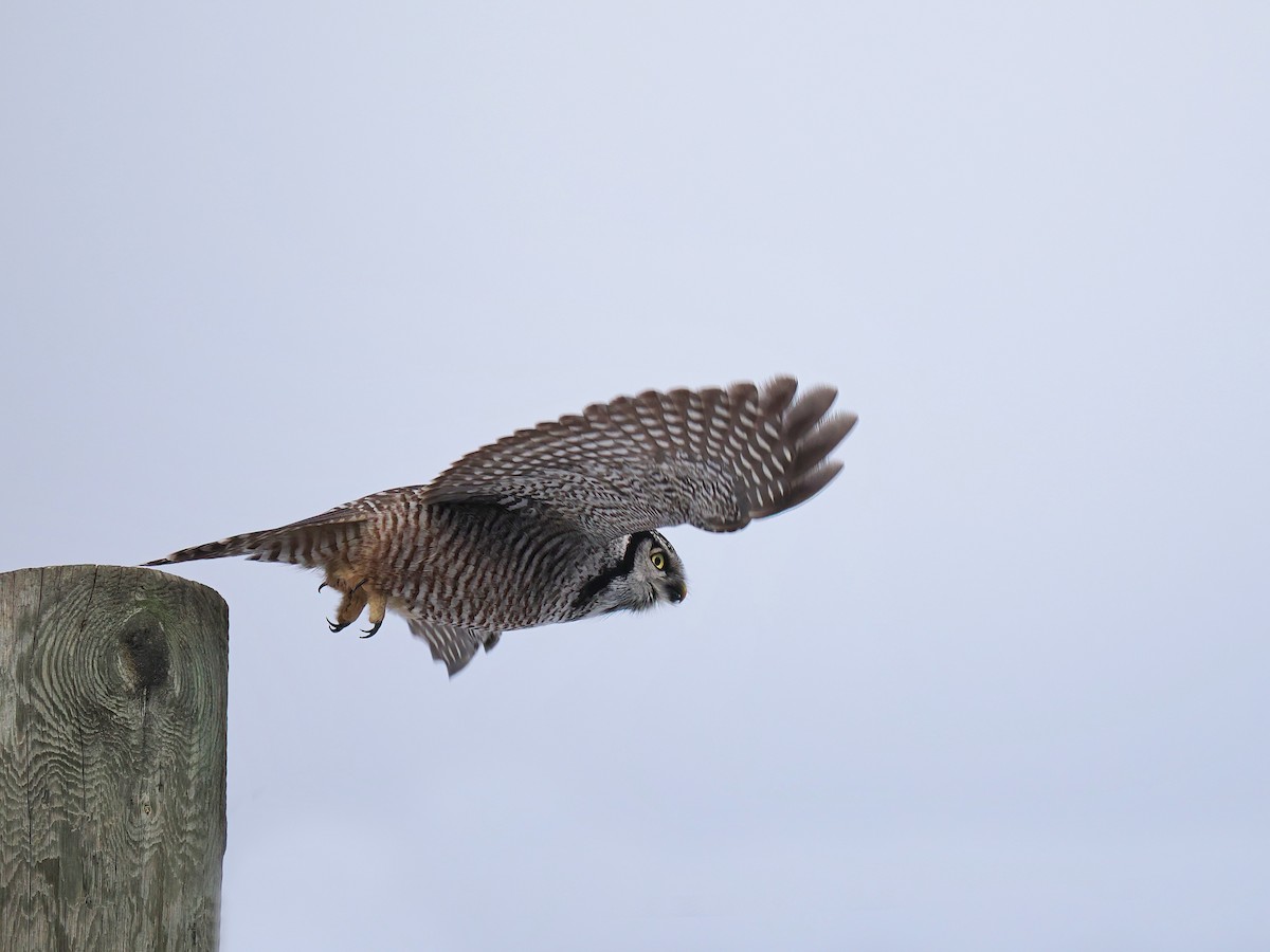 Northern Hawk Owl - ML611903027