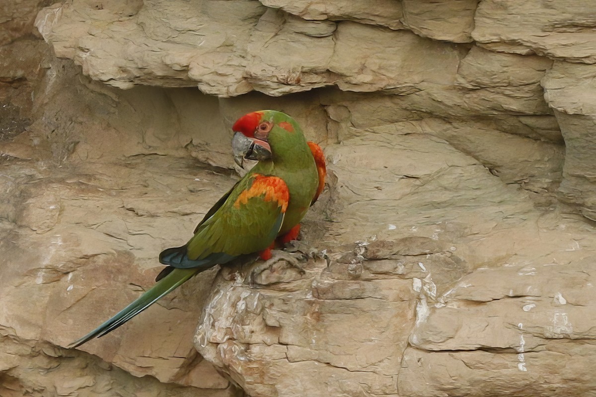 Red-fronted Macaw - ML611903060