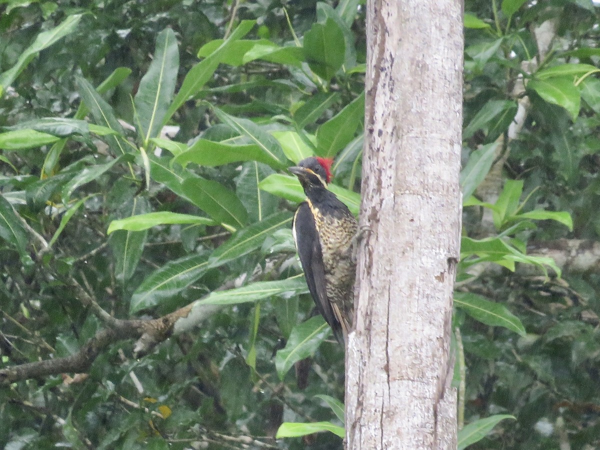 Lineated Woodpecker - ML611903384
