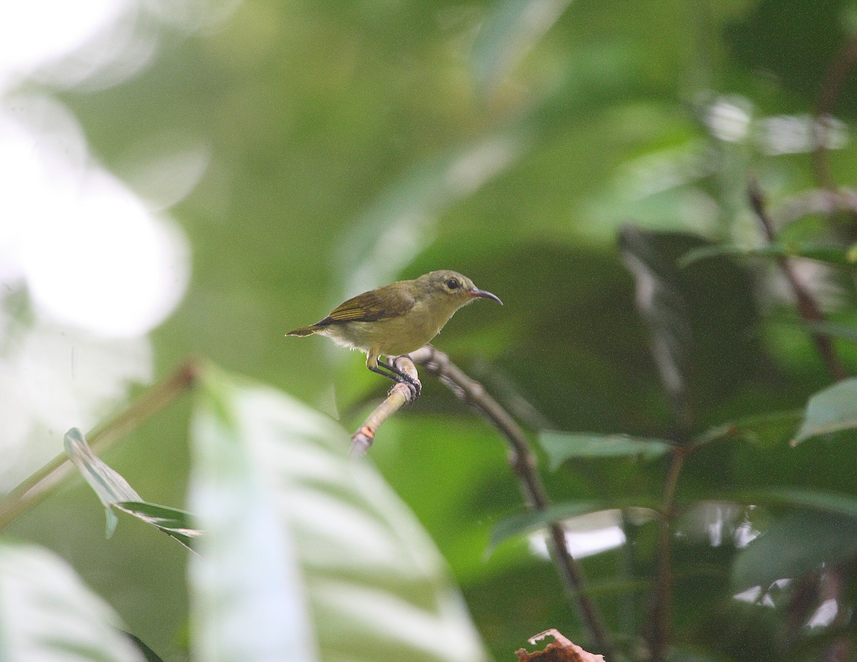 Little Green Sunbird - ML611903781