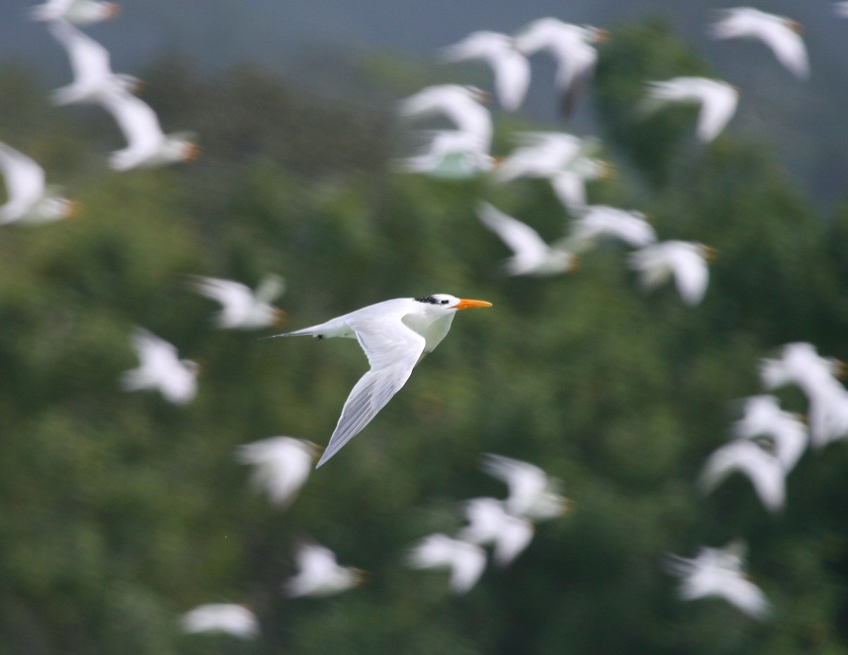 West African Crested Tern - ML611903805