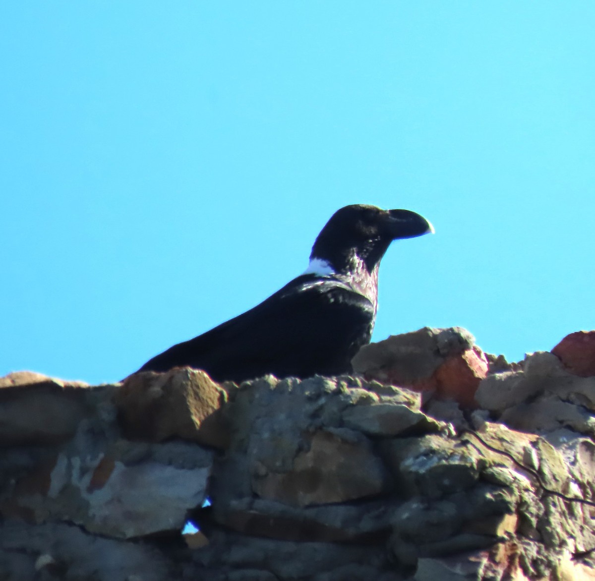 White-necked Raven - ML611903816