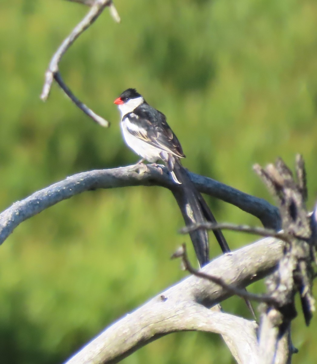 Pin-tailed Whydah - ML611903865