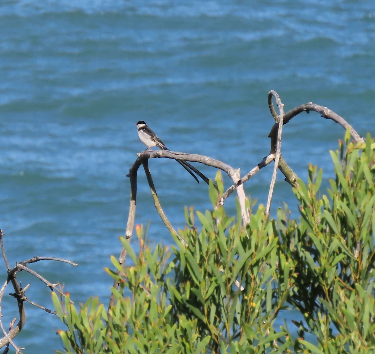 Pin-tailed Whydah - ML611903866