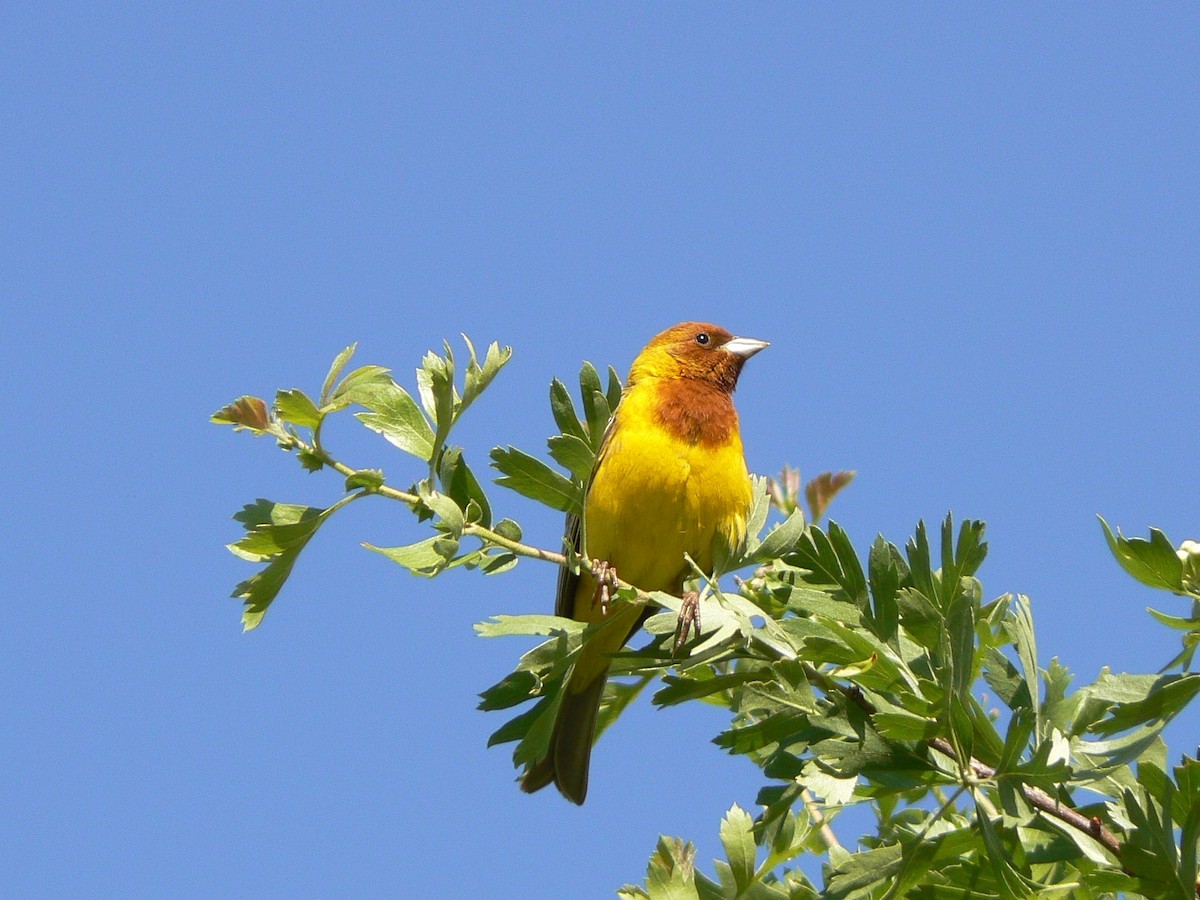 Red-headed Bunting - ML611903968