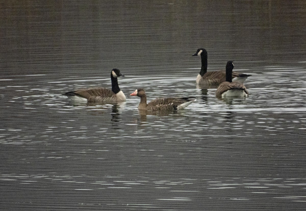 Greater White-fronted Goose - ML611904477